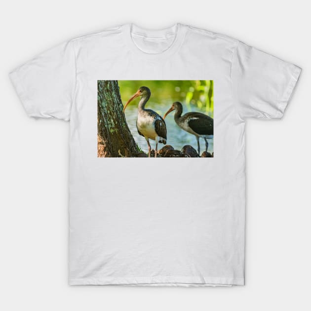 American white ibis in Gatorland T-Shirt by KensLensDesigns